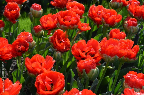 Czerwone tulipany w wiosennym ogrodzie © Ewa