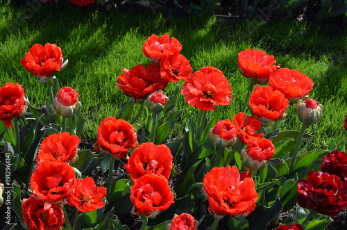 Czerwone tulipany w wiosennym ogrodzie © Ewa