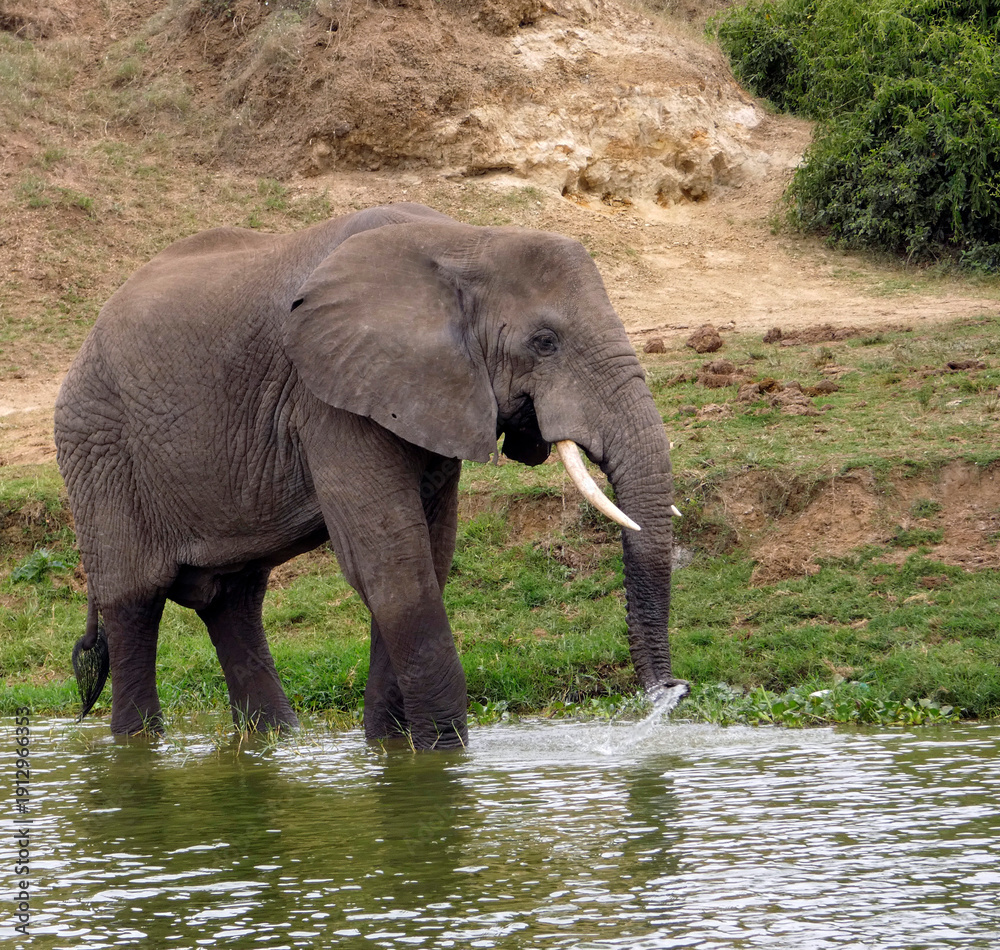 Obraz premium OUGANDA, safari et randonnée au cœur de l'Afrique. Rencontre avec les éléphants sur les bords du canal de Kazinga dans le Parc National de Queen Elizabeth