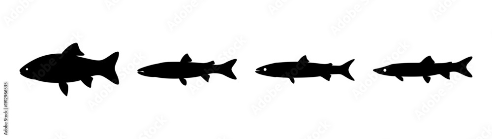 Obraz premium Barracuda Fish Silhouettes in Flat Design Vector Illustration