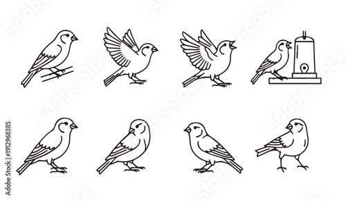 Set of Bird Illustrations: Perching, Flying, and Feeding Poses, Line Art, Stock Vector