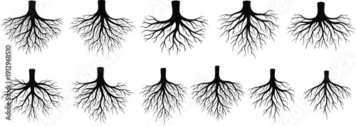 Set of ten tree root system silhouettes with varied branching patterns for botanical, educational, and design themes