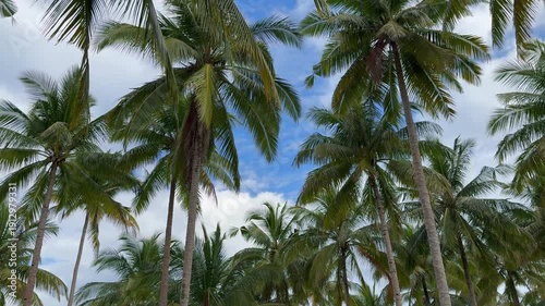 Wallpaper Mural Tall palm trees sway gently against a cloudy blue sky on a sunny day outdoors. Torontodigital.ca