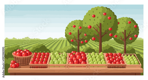 Abundant Apple Harvest Freshly Picked Apples Displayed in Crates.