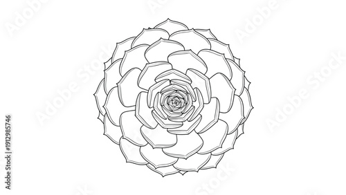 Detailed black and white line art drawing of a succulent plant shown from a top down perspective on a white background.