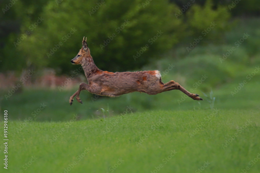 Fototapeta premium Kozioł sarny