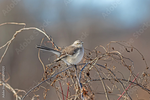 Northern Mockingbird, Mimus polyglottos, puffed and perched on twisty branch preening in light breeze and soft background copy space