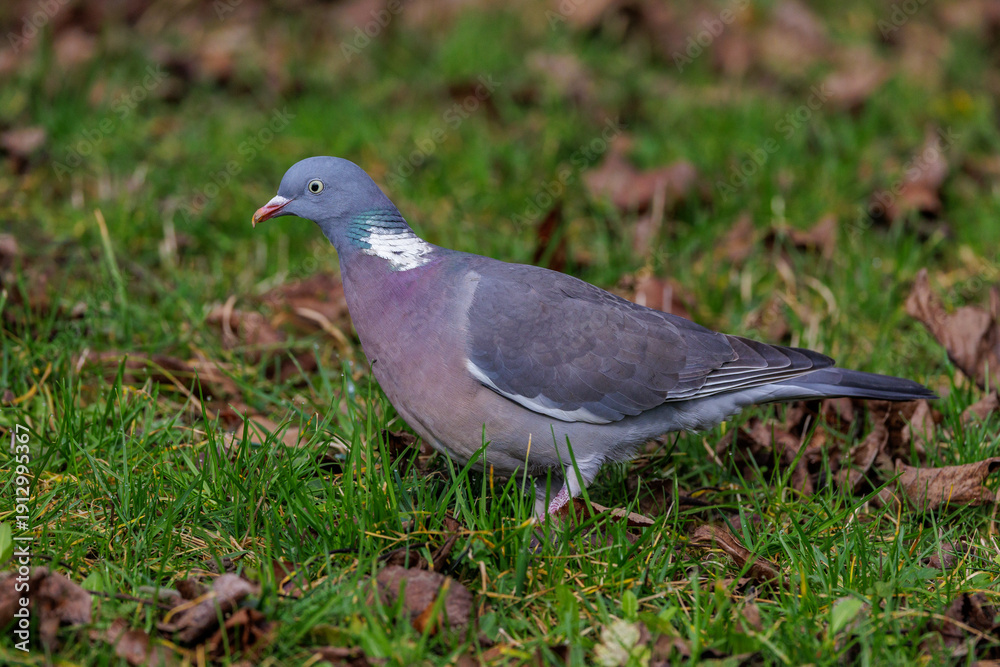 Fototapeta premium Ringeltaube (Columba palumbus)