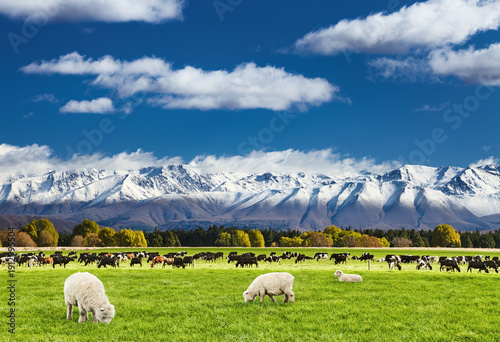 Lndscape with grazing sheep and cows and snow capped mountains in New Zealand