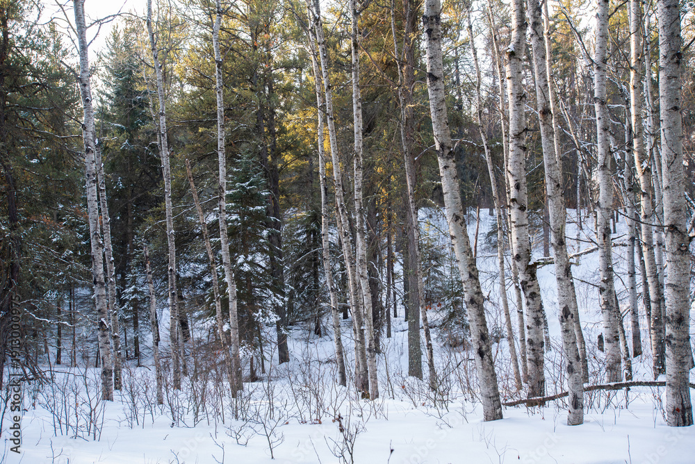 Fototapeta premium Winter morning in the forest