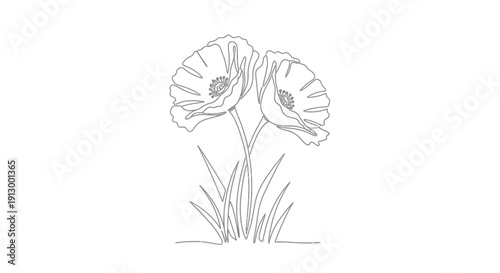 Two poppies in grass, nature illustration, single line drawing