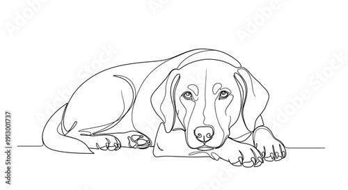 Labrador dog lying down, loyal companion, single line drawing