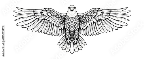 Eagle with spread wings illustration graphic on black background