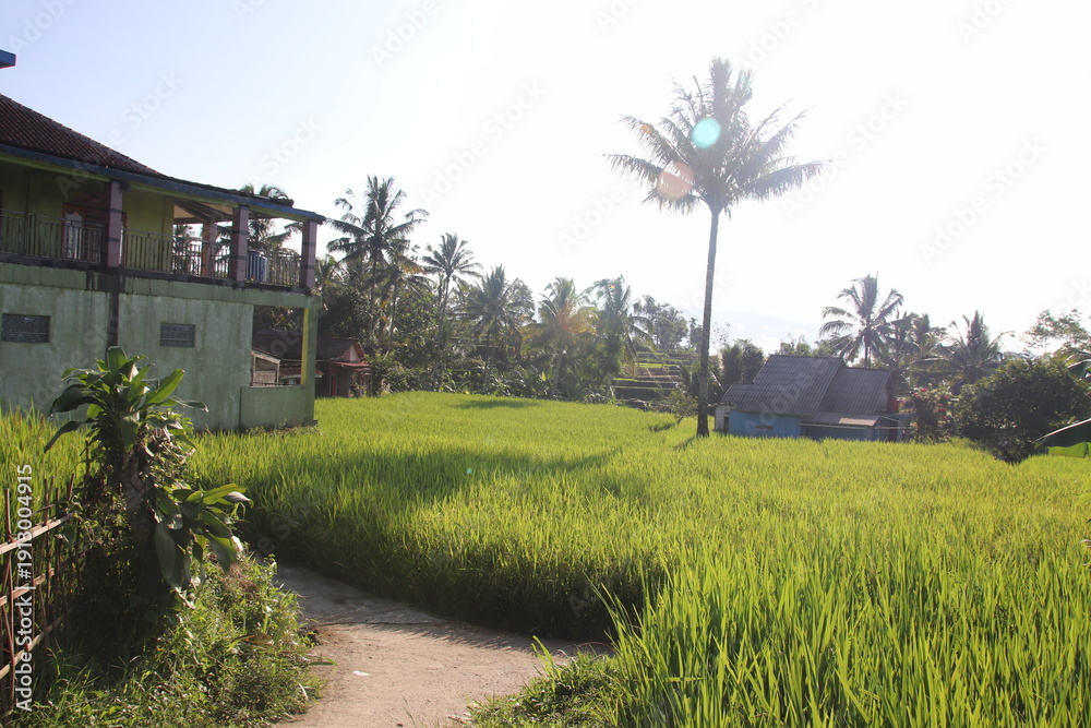 Fototapeta premium Narrow path through paddy field with palm trees
