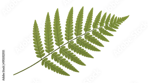 A high-resolution photograph of a single green fern frond against a pure white background (2)_traced