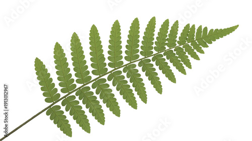 A high-resolution photograph of a single green fern frond against a pure white background (3)_traced