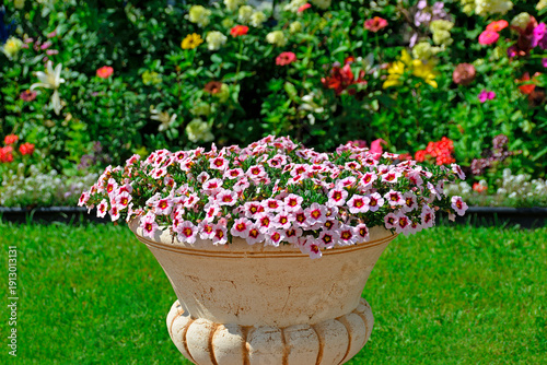 Large decorative clay flowerpot, made to look antique, with blooming calibrachoa flowers