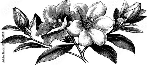 Vintage botanical banner with folded perspective flowers for design projects