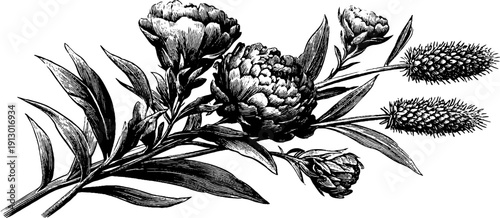 Vintage botanical flower bouquet with seed heads for retro design