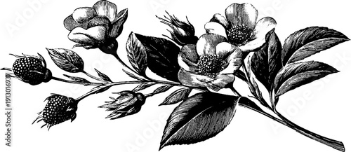 Vintage botanical bouquet with seed heads engraving - floral art for design