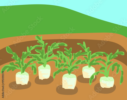 大根畑の風景イラスト