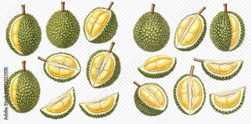 Set of fresh durian fruit, whole and cut, showcasing its spiky green skin and creamy yellow flesh, isolated on a transparent background.