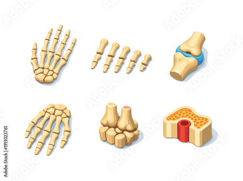 Skeleton Hand Icons. Skeleton Hand. Isometric flat vector icons set of skeleton hand: full articulated skeleton hand, individual finger bones, palm bone