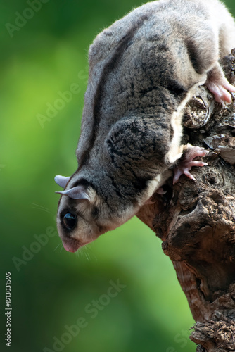 close up of a sugar glider in a tree