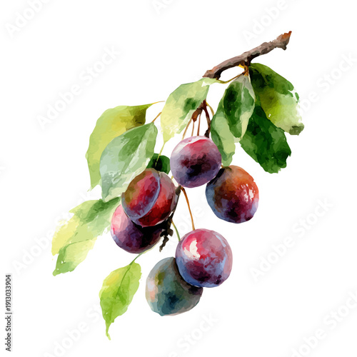 Plum Tree, watercolor clipart vector, isolated on a white background.