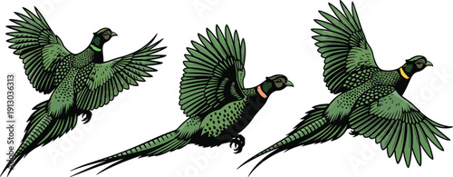 Green pheasants in flight with different wing positions birds flying wings spread white background