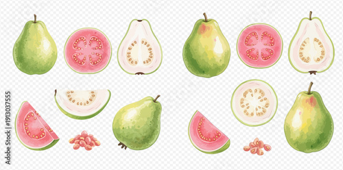 Watercolor illustration of fresh whole and sliced guava fruits with seeds.