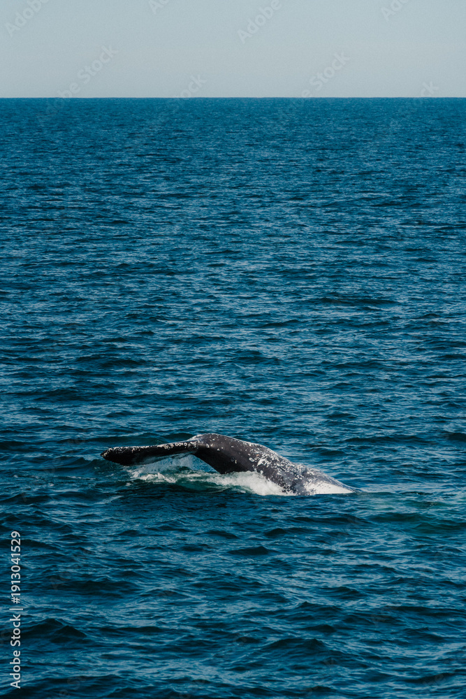 Fototapeta premium sperm whale in water