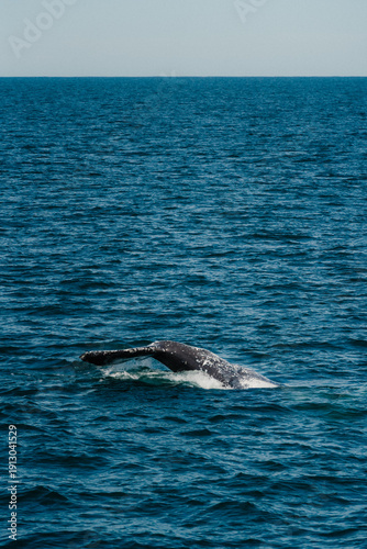 sperm whale in water