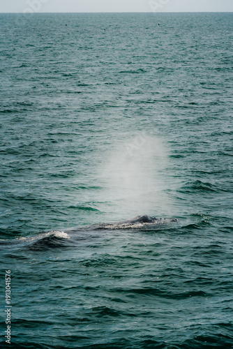 sperm whale in sea