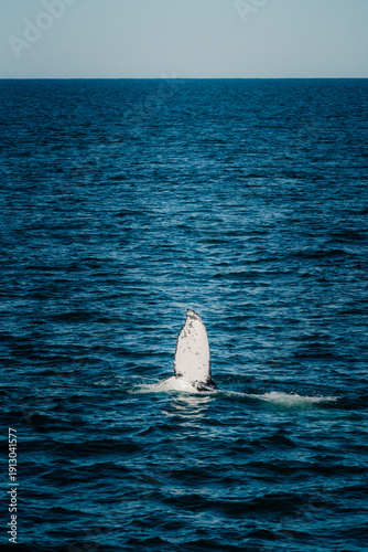 sperm whale waving