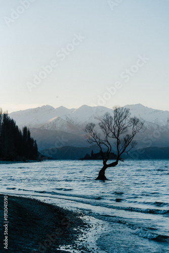 lonely tree on the lake