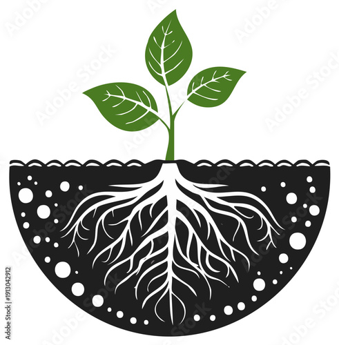 Green Seedling with Extensive Root System Growing in Soil