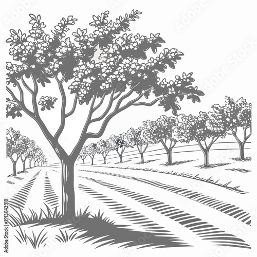 Geometric orchard landscape, artfully arranged trees in organized rows.