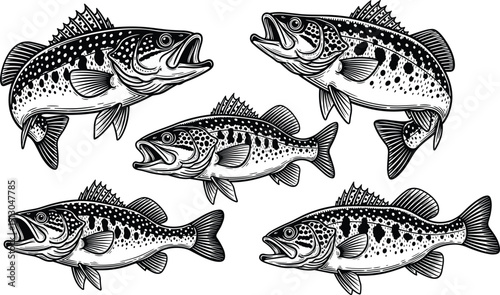 Vector illustration of bass fish in stylized line art symbolizing marine biology, fishing, nature, education, and decorative design