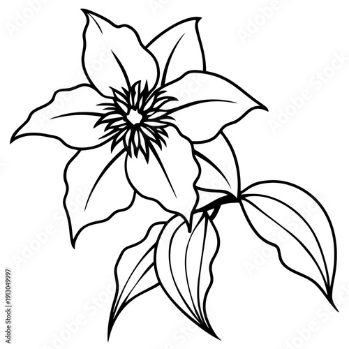 Climbing Clematis Montana Flower illustration, Hope and Perseverance Concept