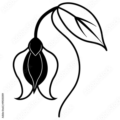 Climbing Cobaea Scandens Alba Purity and Serenity White Flower