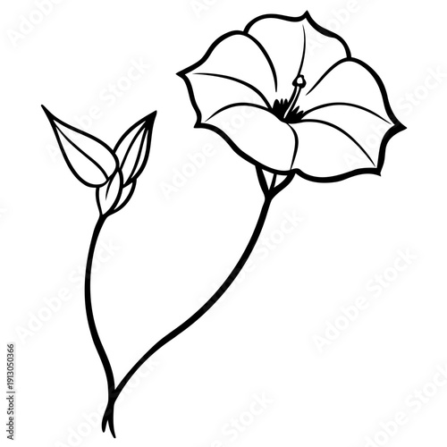 Dwarf Morning Glory Vine with Blue Flowers