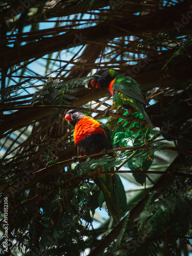 rainbow lorikeet parrot