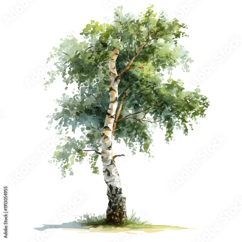 watercolor of Birch Tree, vector, isolated on a white background.