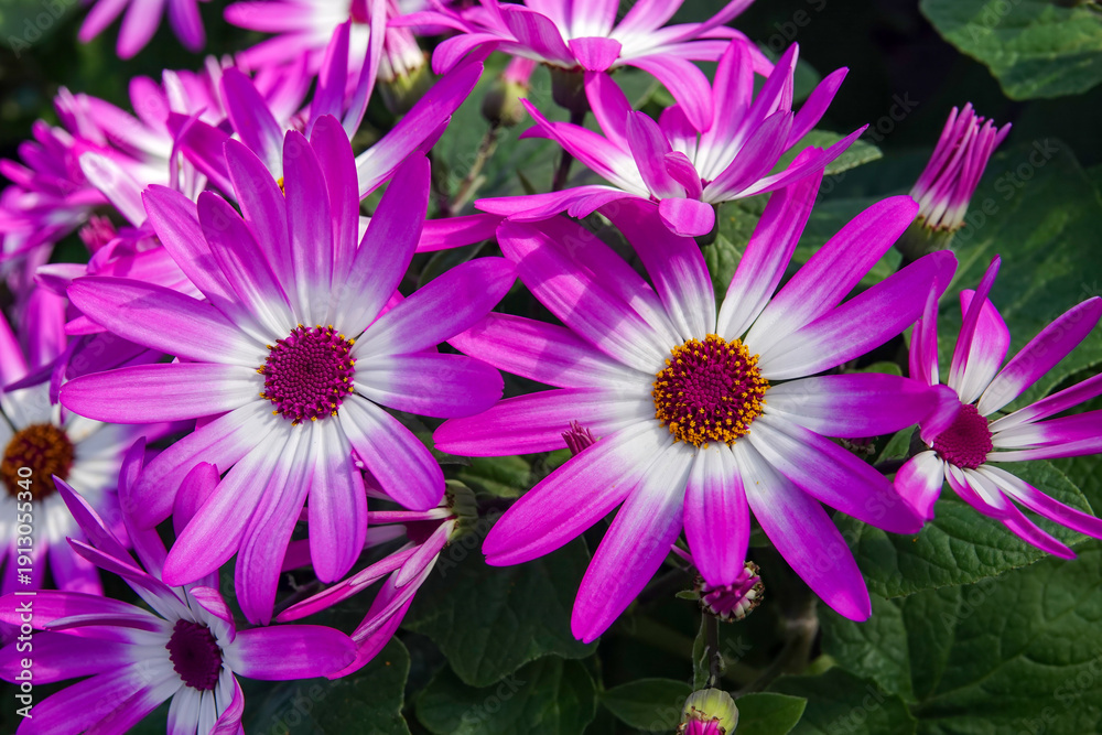 Obraz premium Radiant Senetti Flowers Display Vibrant Purple and White Hues in a Natural Garden Setting, Perfect for Floral Beauty