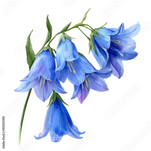 watercolor of Bluebell, vector, isolated on a white background.