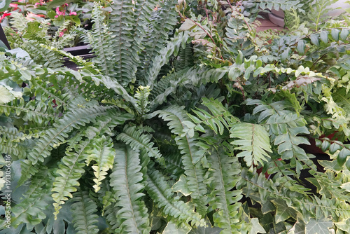 Canvas Print Lush Green Ferns Abound: A Vibrant Display of Nature's Beauty, Perfect for Botan