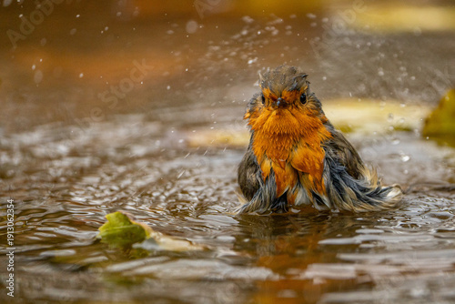 Robin bathing