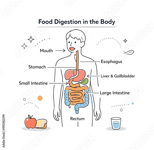 Food digestion in the body. A calm editorial scene showing a simplified human figure with gentle icons representing the digestive organs.