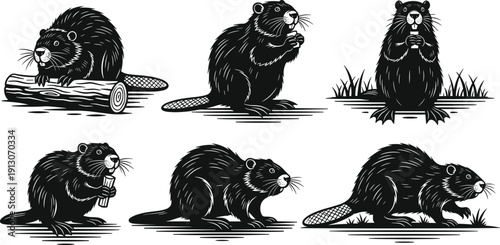 Beaver illustration collection in detailed hand drawn engraving style with various poses isolated on white background, wildlife animal art set for design